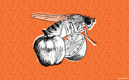 39_apples_and_oranges_1440x900.gif