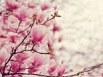 magnolias_1024x768.jpg