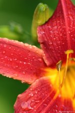 lily-with-water-drops-iphone-background-640x960.jpg