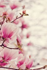 magnolias_640x960.jpg